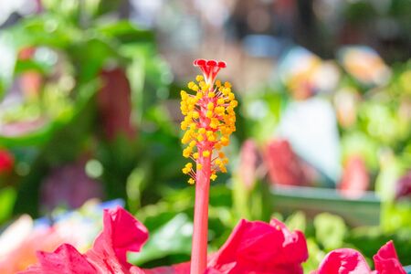 macro of a pink red flower pistilの写真素材