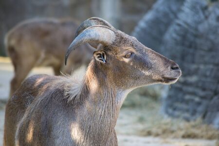 mountain sheep portraitの写真素材