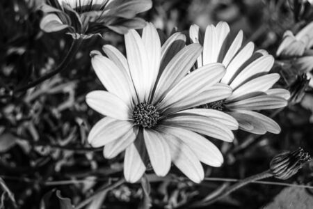 white flower on a plant monocromatic photoの写真素材