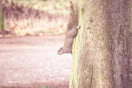 Squirell on a tree going downの写真素材
