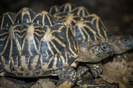 Couple of tortoise portraitの写真素材