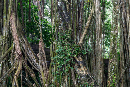 Ubud vegetation in the forestの写真素材