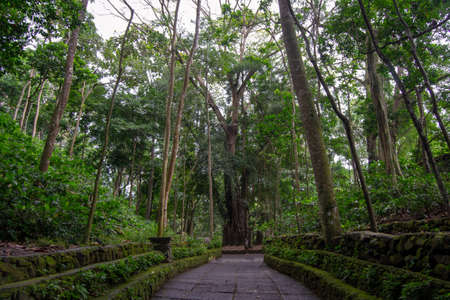 Landscape of a forest in Ubudの写真素材