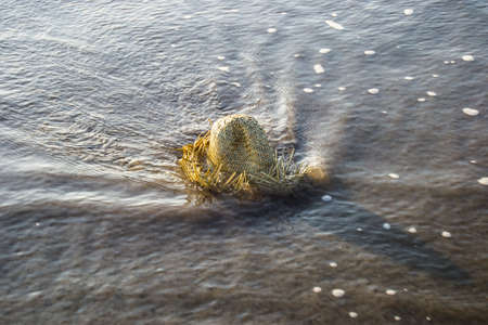 A old hat on the water moved by the waves