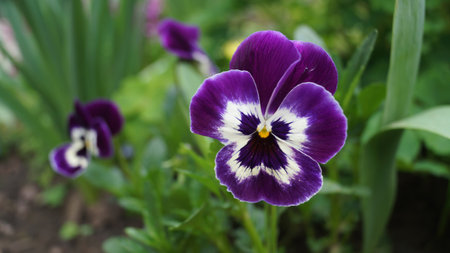 Close-up of a vibrant purple pansy flower with a blurred green background.