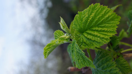 Close-up of vibrant green leaves on a plant with blurred background.