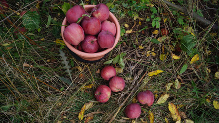 A basket of red apples on grass with scattered apples around.の写真素材