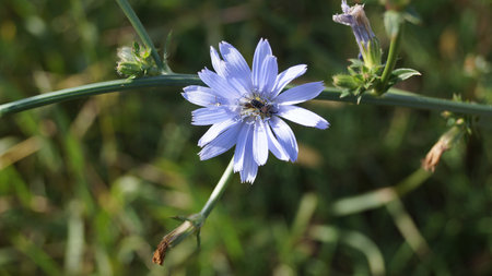 Close-up of a blue wildflower with a bee collecting nectar.の写真素材