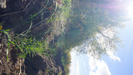 Low-angle view of grass and trees against a bright sky.