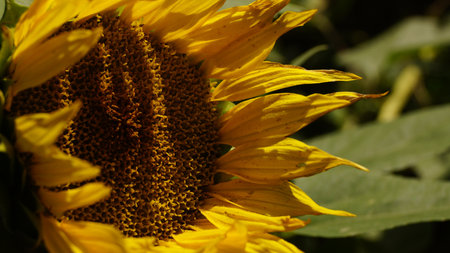 Close-up of a sunflower with vibrant yellow petals and a textured center.