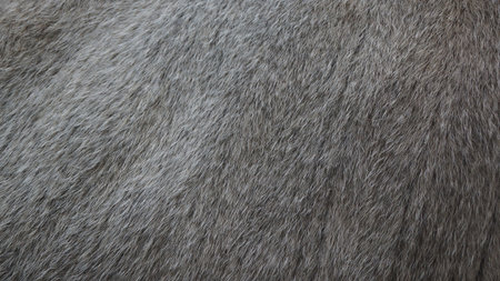 Close-up of gray animal fur texture, showing fine details.の写真素材