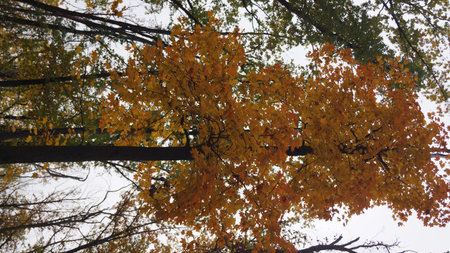 Autumn trees with vibrant orange and yellow leaves against a cloudy sky.