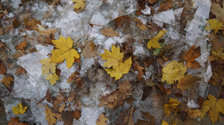Autumn leaves scattered on cracked ice surface
