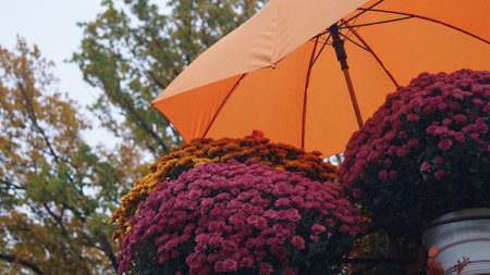 A unique shot featuring a large cluster of dark red, purple chrysanthemums underneath a bright orange umbrella, used as a focal point in an outdoor setting.の写真素材