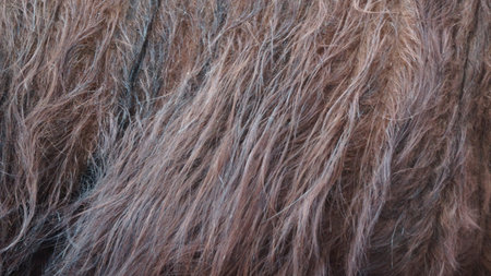 Close-up of brown and black fur textureの写真素材