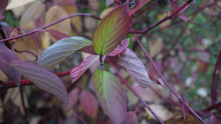 Close-up of a shrub showing leaves in the process of changing, with complex tones of pink, purple, and green visible, highlighting the beautiful transition of late fall colors.の写真素材