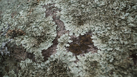 Wide shot of a natural stone or rock surface largely covered by a mottled pattern of white, light gray, and vibrant green lichen, creating a unique biological pattern.の写真素材