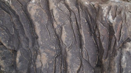 Extreme vertical close-up of dark, thick tree bark with deep, long vertical grooves and ridges,...