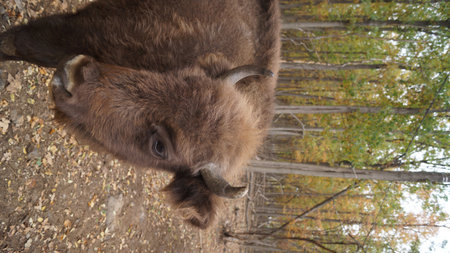 A European bison (wisent) standing in a forest clearing, captured in a profile view, showing its large body and thick brown fur.の写真素材