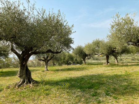 Olive grove in Tarragona, Catalonia, Spainの写真素材