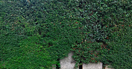 Green ivy wall background. Green ivy wall texture background.