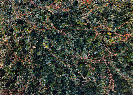 Green ivy wall texture. Nature background. Green leaf background.の写真素材