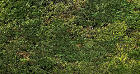 Green moss texture background. Close up of green moss texture background.の写真素材