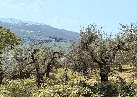 Olive trees in the olive grove. Landscape with painting effect. Painting and texture technique. Emotional imageの写真素材