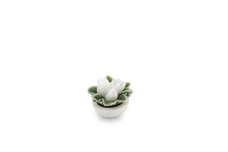 Cactus in a pot on a white background with copy space.の写真素材