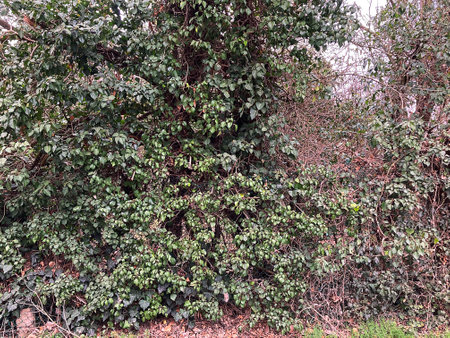 Coffee tree with green leaves and branches in the garden.の写真素材