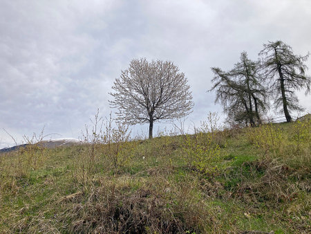 Lonely tree on a hillside in the early spring.の写真素材