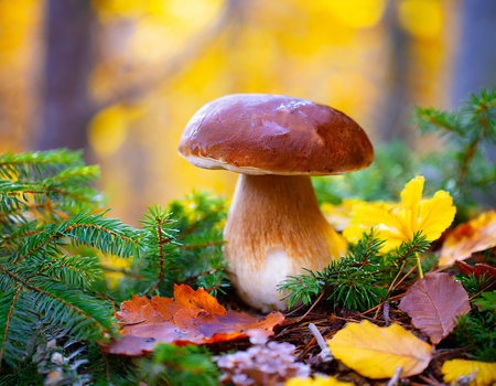 Boletus edulis mushroom in autumn forest. Boletus edulisの素材