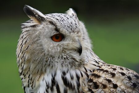 Sibirian Owlの写真素材