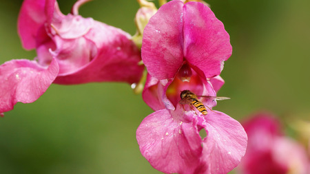 Hoverfly on a flower of Impatiens glandulifera (Policeman's helmet)