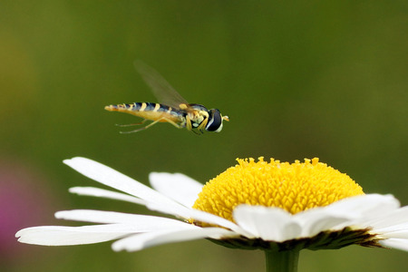 Hoverfly on a flower of Leucanthemum vulgare (oxeye daisy)
