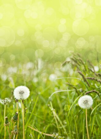spring backgroundの写真素材