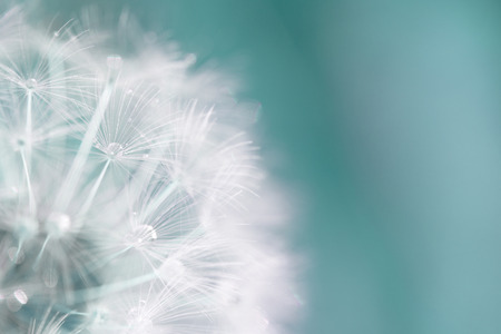 macro shot of a dandelionの写真素材