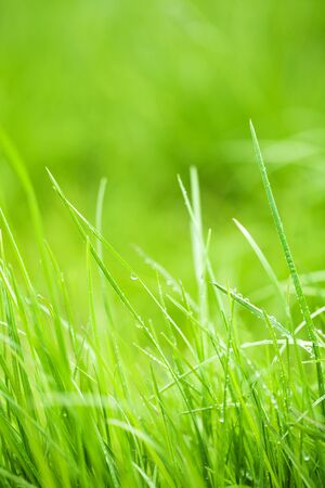 green grass background with dropsの写真素材