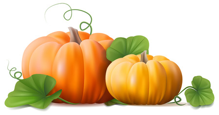 pumpkins plant vectorのイラスト素材