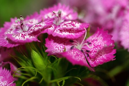Close-up flowerの写真素材