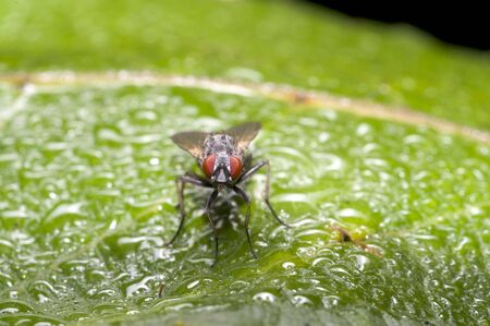 Wet fly