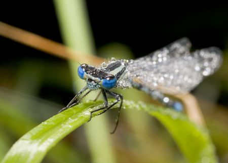 Wet dragonfly