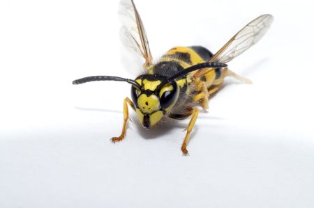 Waspの写真素材
