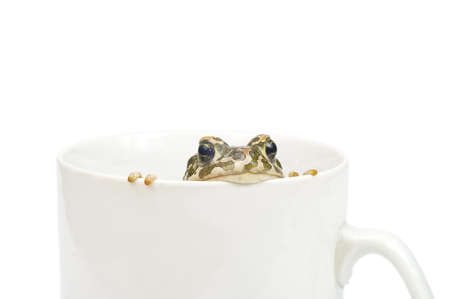 Frog in cupの写真素材