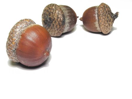 Acorn       の写真素材