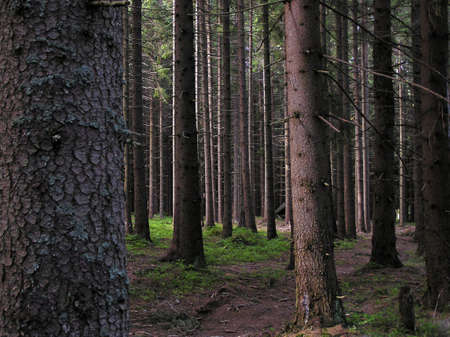 Forest