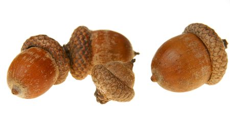 Brown oak acorn isolated on white backgroundの写真素材