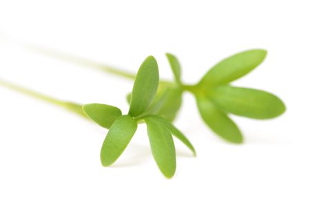 Green fresh cress close-up of white backgroundの写真素材