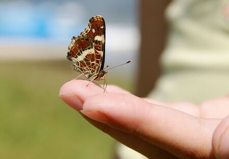 beautiful butterfly sitting on the palm of a summer's dayの写真素材