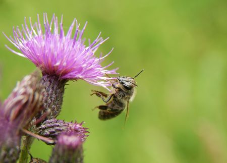 Close-up of bee sitting onpink field flowerの写真素材
